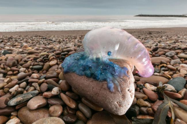 男子沙滩舔神秘蓝色水母 网民认出品种惊惧