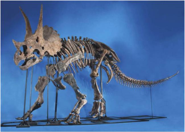 发现前所未见“三角龙新物种” 迄今最古老物种