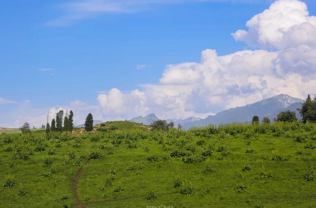 新疆有片国内最大原始云杉林 被誉为人间仙境