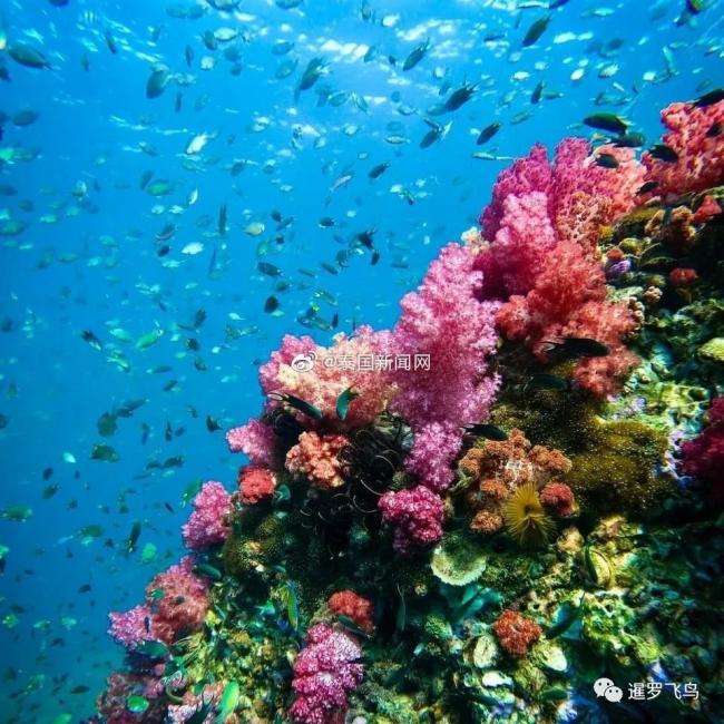 看绝美泰国安达曼海底世界 教你海岛游的正确方式
