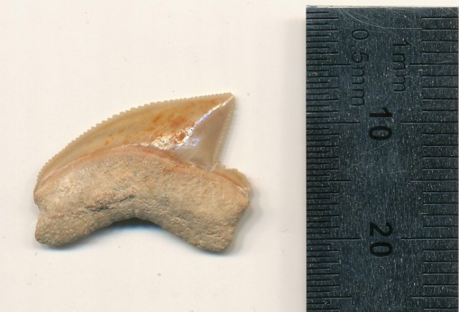 耶路撒冷大卫城与8000万年鲨鱼牙齿化石之谜