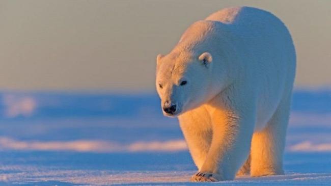 地球今昔：北极海冰融化与全球升温互为因果