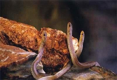 中国最毒小岛 却生活着两万条毒蛇