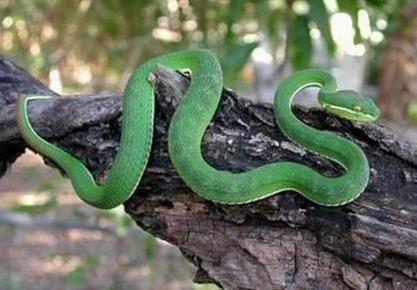 中国最毒小岛 却生活着两万条毒蛇