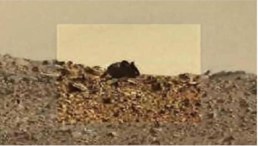 探测器拍到神秘场景 火星地表惊现巨型"火星鼠"