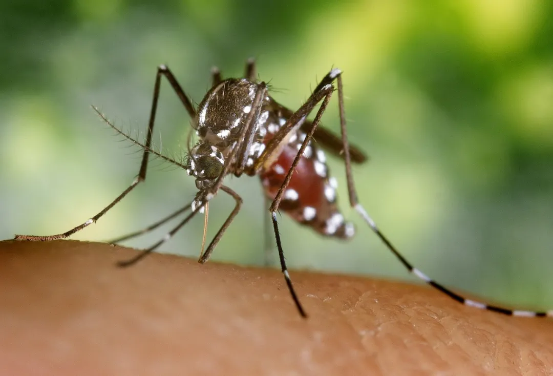 数据＋文献：中国蚊子最多的省，竟然不在南方？