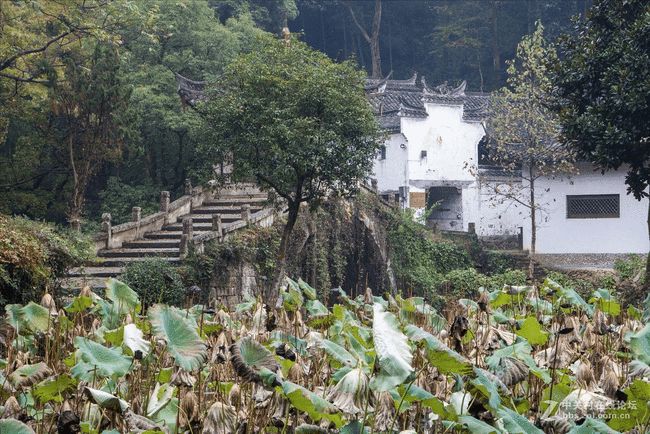 藏在浙江的百年古村 入选国家森林乡村榜