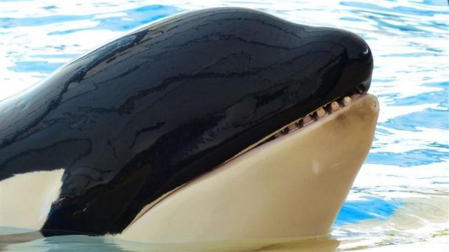 加拿大虎鲸被圈养40年 10年孤独后愤然撞墙自残