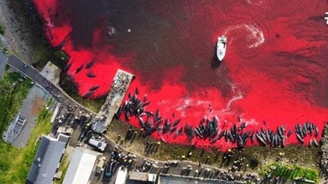 丹麦1428只海豚惨遭杀害染红大海 惊悚画面曝光