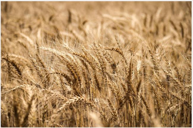 真香定律，中国回头找澳洲采购小麦 数量惊人