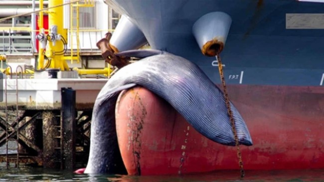 货轮船头“挂超巨鲸尸” 渔民目击全吓坏