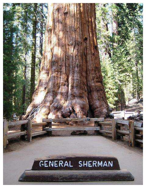 世界上最大的树 十几年前已2800多吨重