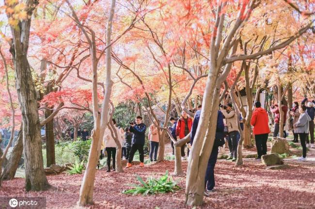 上海嘉定秋霞圃枫叶红了 初冬迎来最佳观赏期