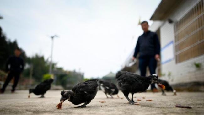 四川55岁女染H5N6禽流感离世 中共官方仍未公布