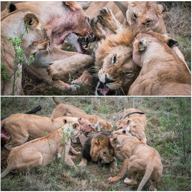 抢小孩食物！公狮惨遭母狮围攻 伤势严重