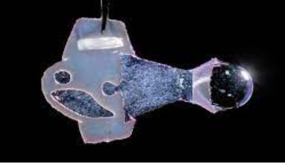 人类心肌组装出一条可自行连续游100天的人造鱼