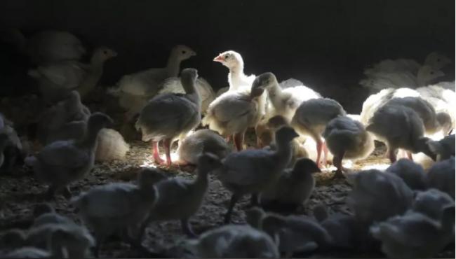 印州禽流感扩大 全美拉警报 鸡肉蛋价恐飙涨