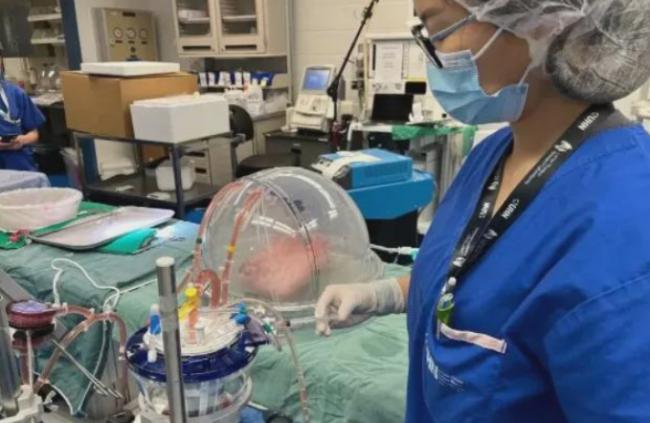 拯救亿万生命！华裔女科学家创造“万能血”器官