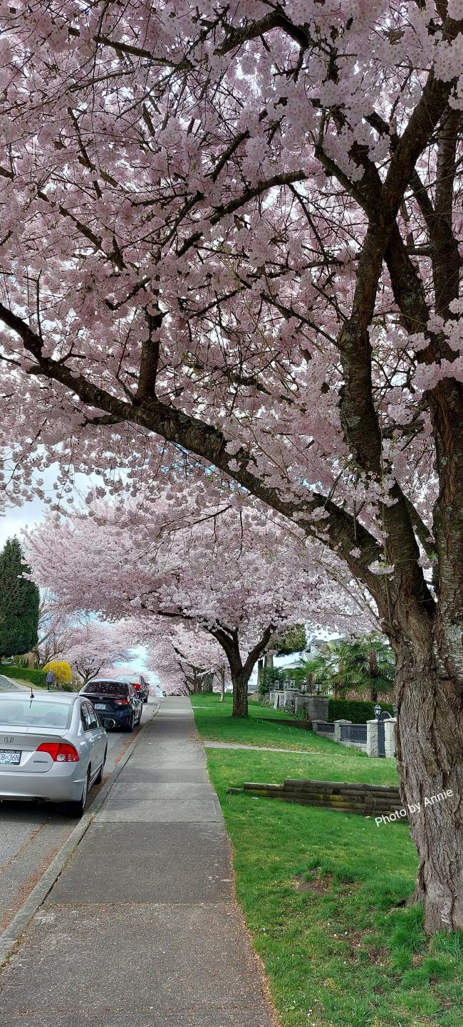 来啊！在樱花绚烂的四月天