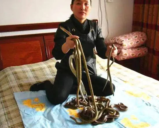 中国村民与300万条蛇同住，“抱蛇像抱孩子”