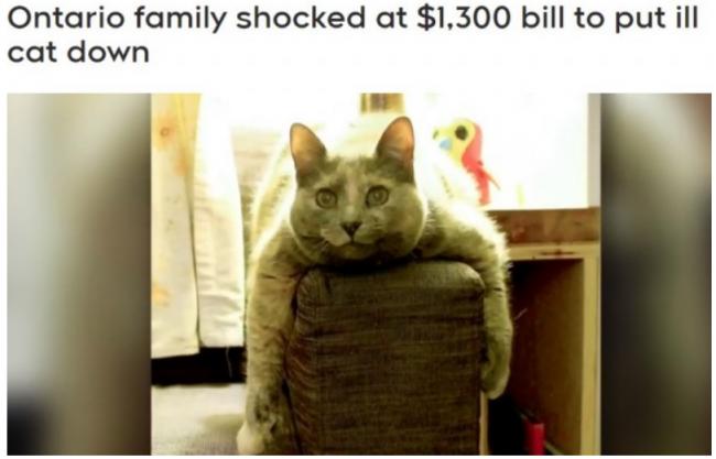 多伦多猫主人震惊：给猫安乐死居然要这么多钱