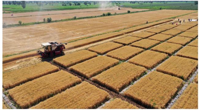 即可生效！第二大小麦出口国宣布禁止小麦出口