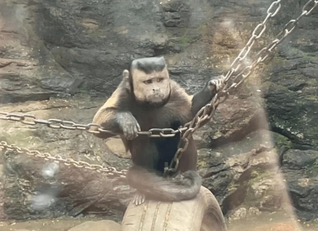 绍兴动物园“国字脸猴”火了 一脸成熟稳重…