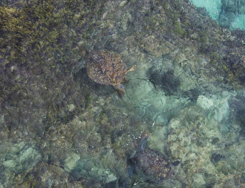 屏东小琉球是海龟乐园，海保署去年通过空拍调查，记录到805只海龟。记者刘学圣／摄...