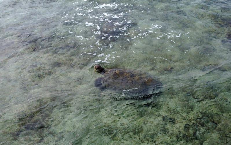 屏东小琉球是海龟乐园，海保署去年通过空拍调查，记录到805只海龟。记者刘学圣／摄...