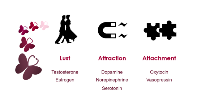 这是决定爱你的7种激素，别只会说荷尔蒙啦