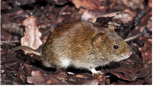 瑞典田鼠身上发现新病毒 与新冠病毒同一家族