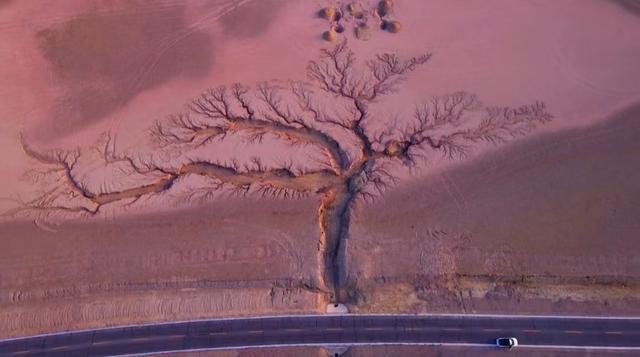 西藏这棵树 惊艳了世界