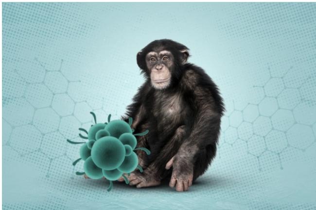 猴痘病毒爆一堆突变 科学家惊揭1趋势