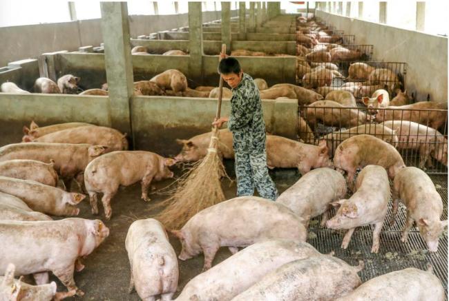 人畜共通传染？！中国新型重组猪流感