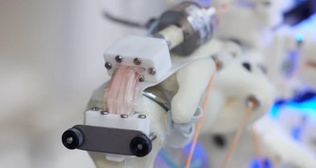 毛骨悚然 科学家在机器人骨架上培养活细胞
