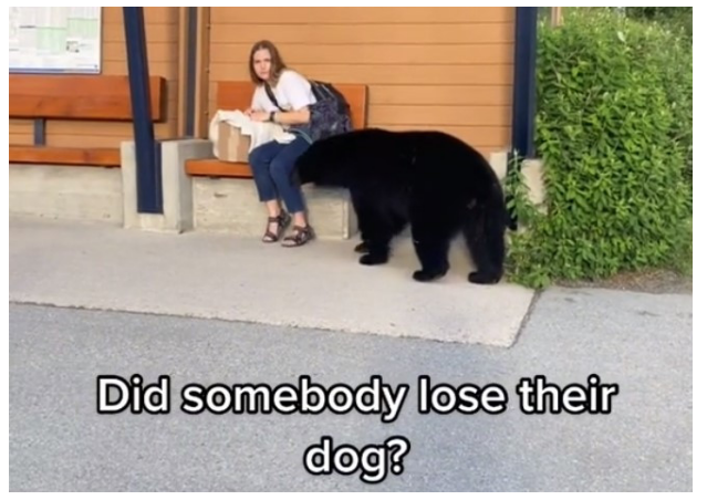 吓人！卑诗女子等公交车时身边来了一头黑熊