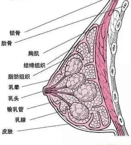 乳房按摩有多不靠谱？水肿、发炎、致癌