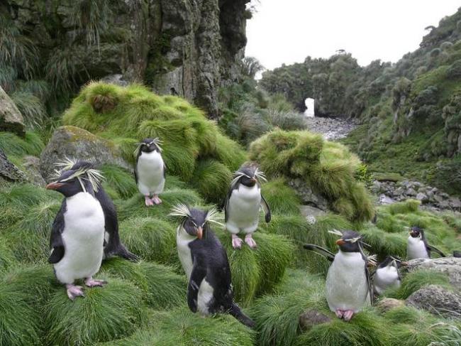 戈夫岛：最偏僻岛屿之一 世界最大海鸟栖息地