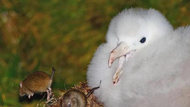 戈夫岛：最偏僻岛屿之一 世界最大海鸟栖息地