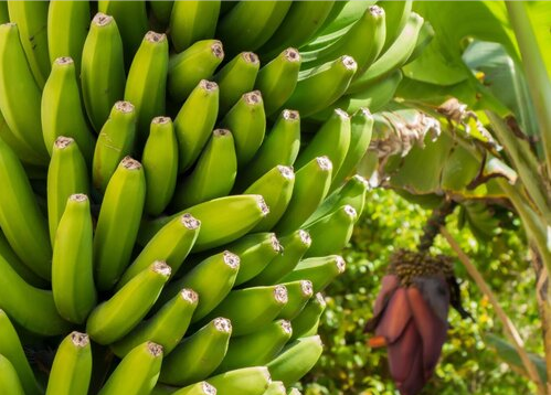 每天吃一根半熟香蕉可将某些癌症风险降低60%