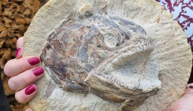 侏罗纪怪鱼从1.8亿年前岩层中窜出 科学家震惊