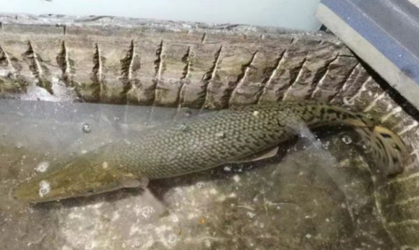 北京水池竟现外来怪鱼“活化石”