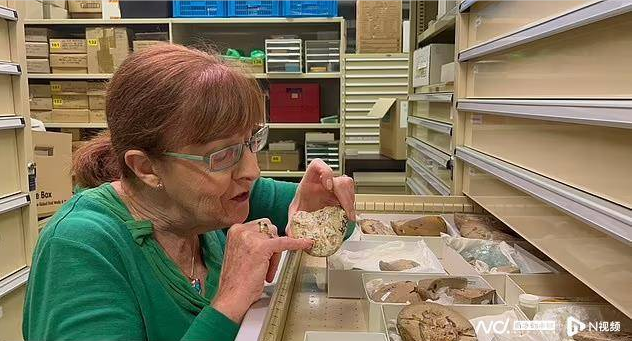 最古老鱼类心脏化石现踪澳洲 距今3.8亿年