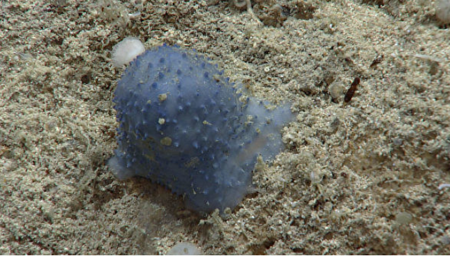 深海之谜 大西洋发现神秘生物