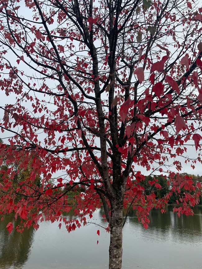 温哥华的秋天虽然迟缓，秋色美丽依然