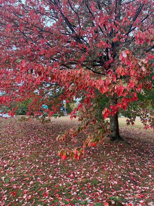 温哥华的秋天虽然迟缓，秋色美丽依然