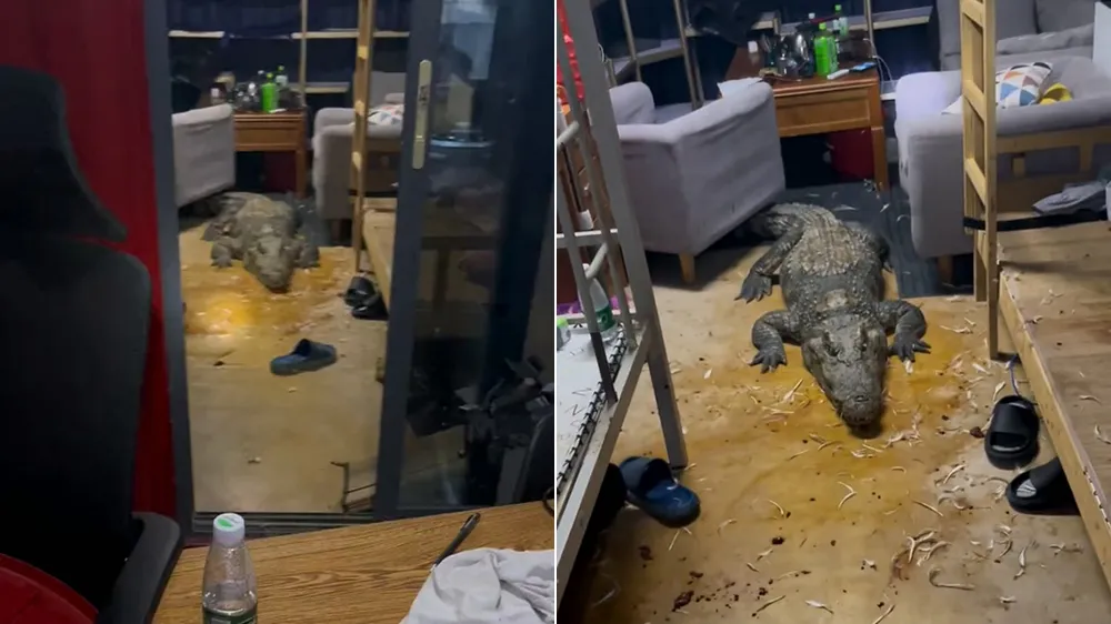 现场视频：宿舍被100公斤大鳄鱼入侵，是啥场面？