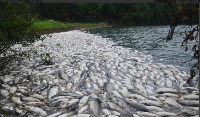 恐怖的河马粪便：每年成千上万鱼群 被活活憋死