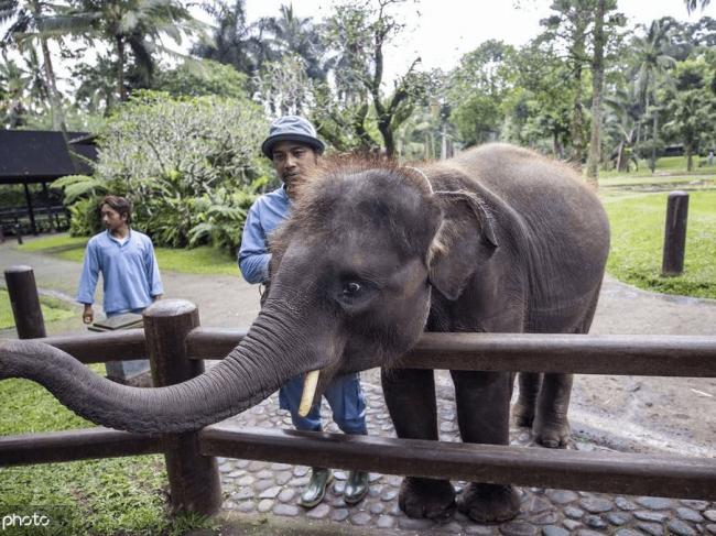 巴厘岛大象野生动物园 游客近距离接触大自然
