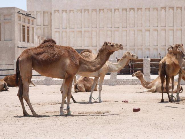 为何说沙漠里的死骆驼碰不得，尤其是渴死的骆驼